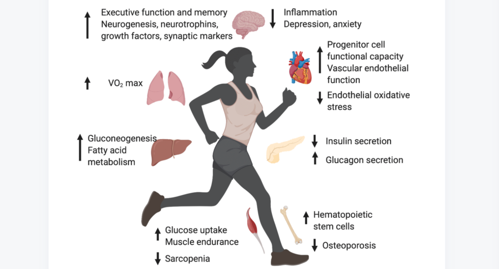 Figure 1. Effects of exercise upon the aging process of different organs and systems. Created in BioRender.