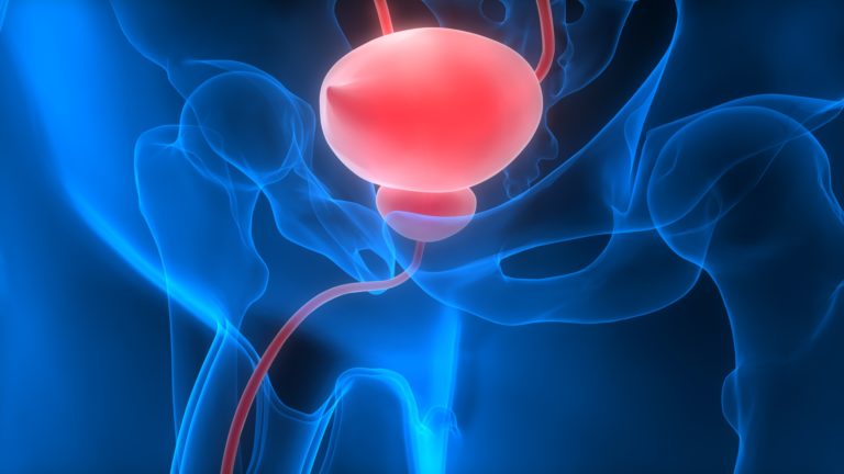 3D Illustration of the urinary bladder.