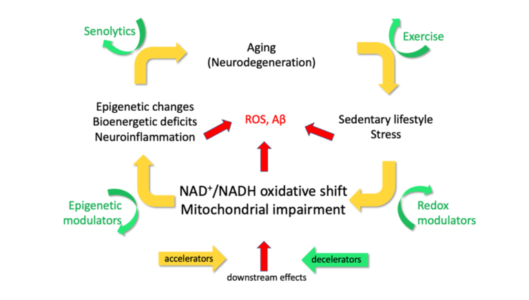 Figure 1. The EORS downward spiral of aging and Alzheimer’s (Epigenetic Oxidative Redox Shift) [2]. Yellow arrows illustrate mechanistic targets that propel the vicious cycle triggered by age-related oxidative shifts (NAD+/NADH) and age-related sedentary behavior, which elicit ROS, inflammatory stress and possibly Aβ. Green arrows indicate practical interventions to decelerate the vicious cycle and impede the progression of aging and AD.