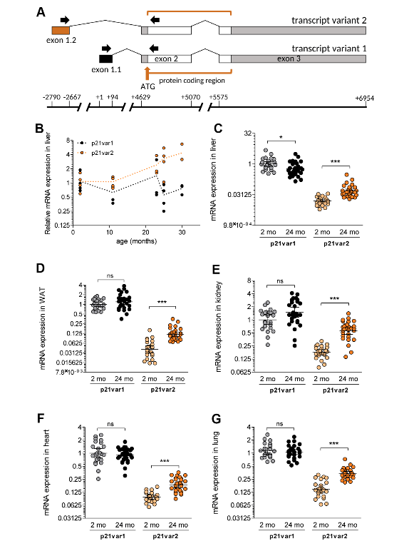 Figure 1. The Cdkn1a variant 2 transcript is preferentially induced during aging.