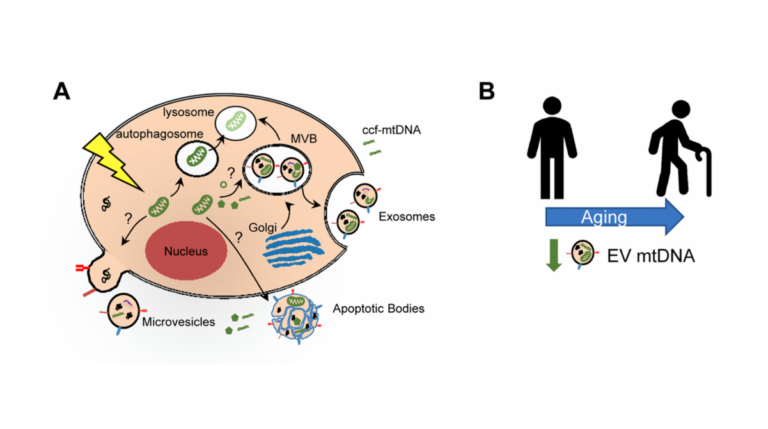 Figure 1. Mitochondrial DNA in extracellular vesicles and association with human aging.