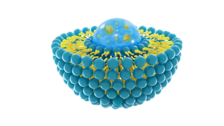 Liposome structure cell 3D rendering