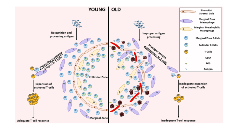 Figure 4. Remarkable differences between the young and aged splenic environment.