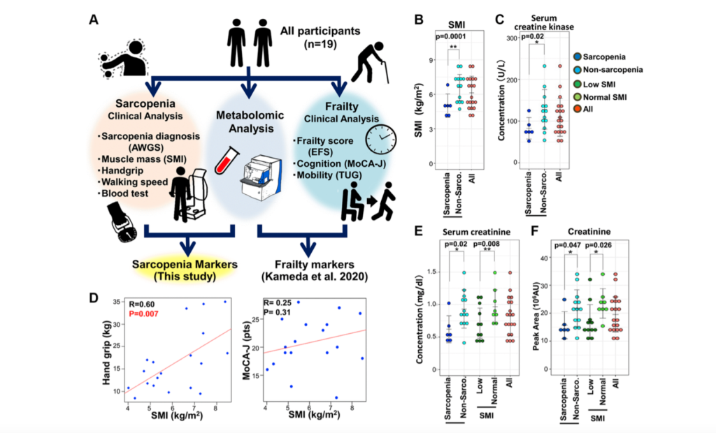 Reduced uremic metabolites are prominent feature of sarcopenia, distinct from antioxidative markers for frailty