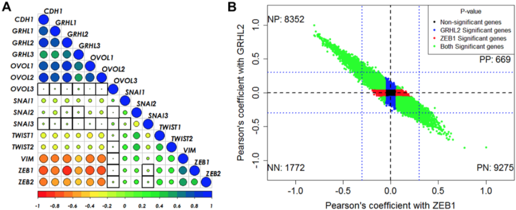 Figure 2: GRHL2/ZEB1 axis correlates with EMT/MET across cancer types.