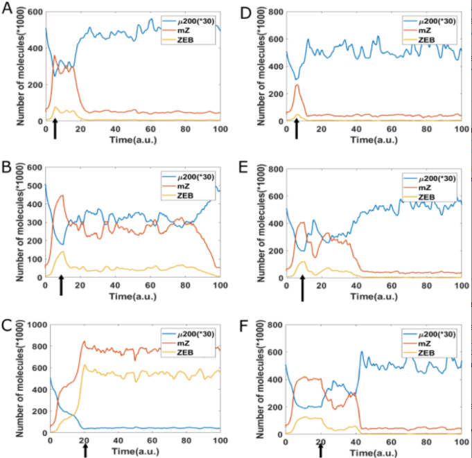 Figure 6: Reversibility of EMT starting from epithelial state (miR-200 = 17,000, mZEB = 50, ZEB = 10,000 molecules), a cell is treated by different time duration (5, 10, 20 arbitrary units [a.u], as marked by arrow) of high EMT-inducing signal (I = 125,000 molecules), corresponding to the {H, M} bistable region. 