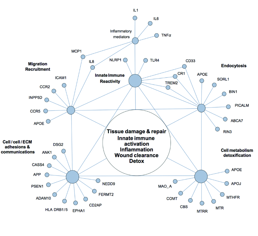 Figure 2. The network of genetic polymorphisms associated with Alzheimer’s disease.