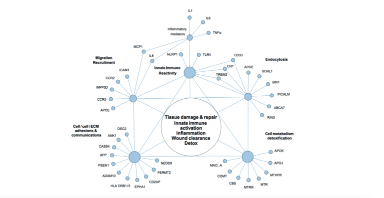 Figure 2. The network of genetic polymorphisms associated with Alzheimer’s disease.