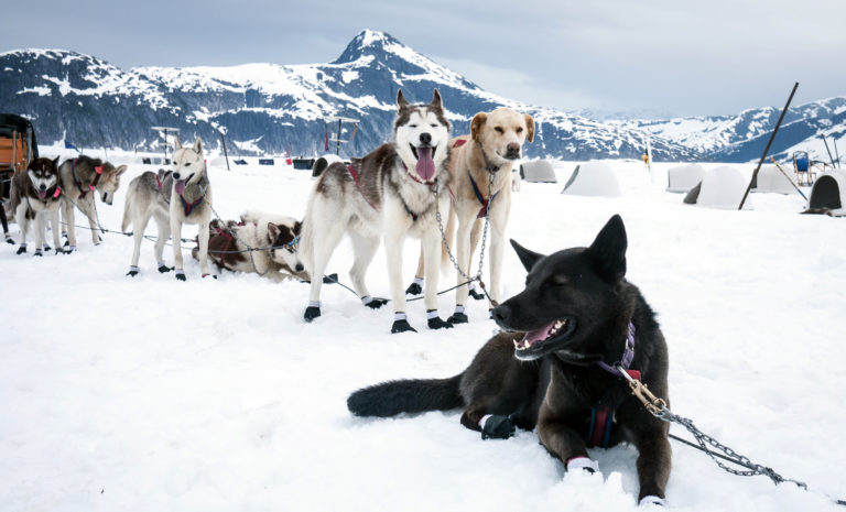 Sled dogs take a rest break during a dog sled run