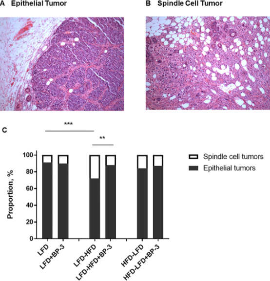 Figure 2: BP-3 increased the proportion of epithelial tumors in mice fed an adult-restricted HFD.