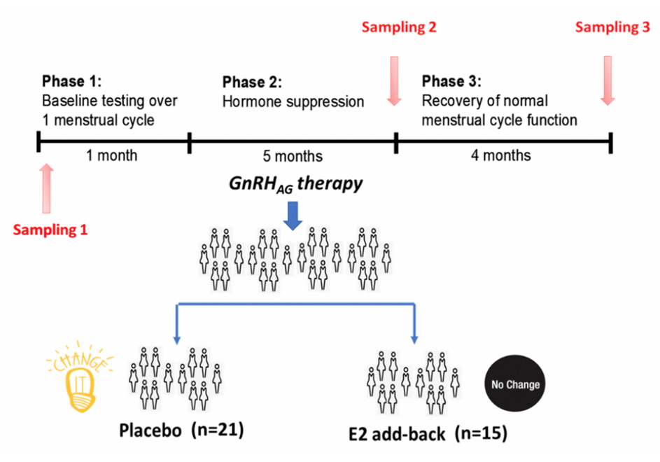 Figure 1: Design of the gonadal hormone suppression intervention study.