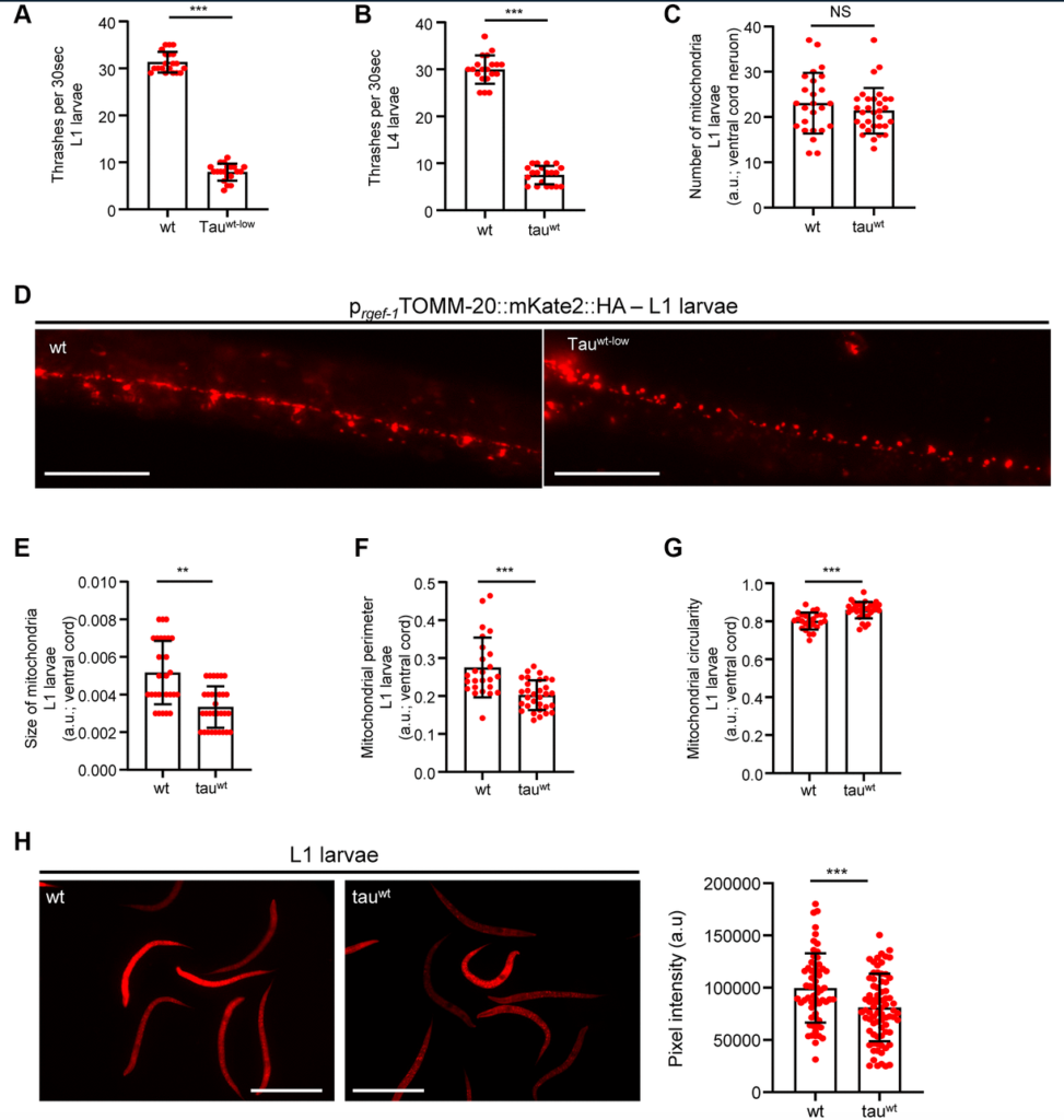 Figure 2. Altered mitochondrial morphology and activity in tauwt-expressing larvae.