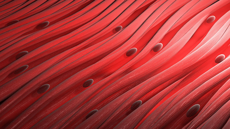 Muscle tissue