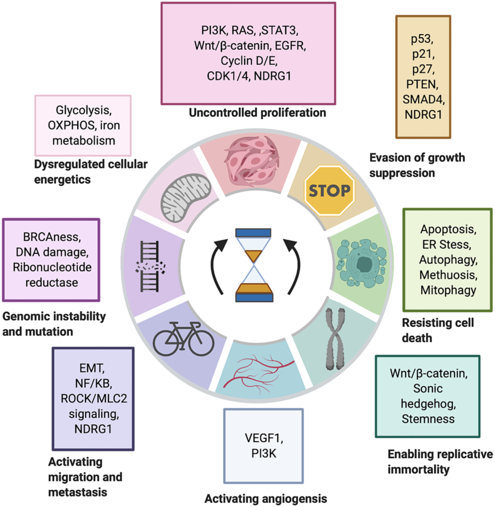 Figure 1: The impact of iron chelators on the hallmarks of cancer. Iron chelators have been shown to reverse many oncogenic signalling pathways associated with each hallmark of cancer with NDRG1 being a common thread. Generated through BioRender.com [47, 48].