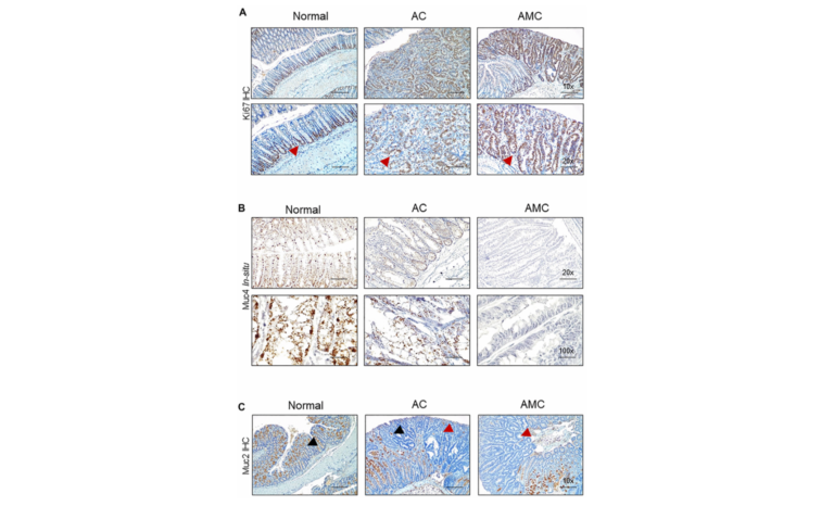 Figure 3. Absence of Muc4 alters other mucins expression.