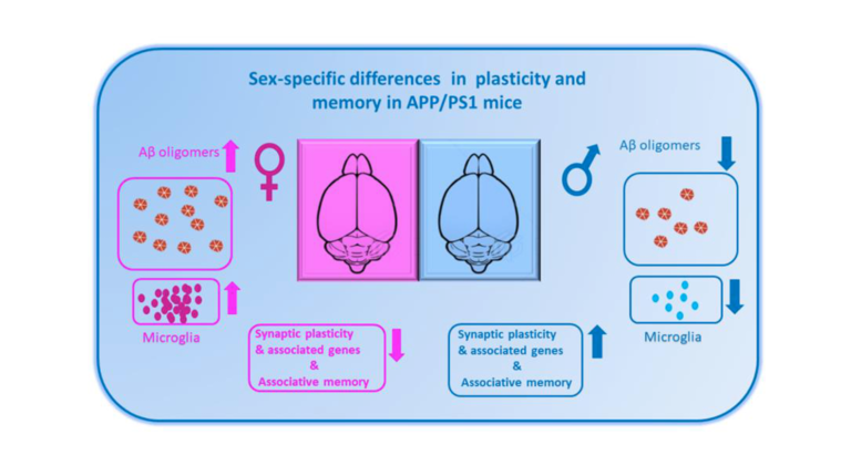 Trending With Impact: How Biological Sex Impacts Alzheimer’s Disease