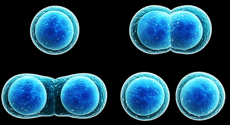 Cell division, replicative senescence