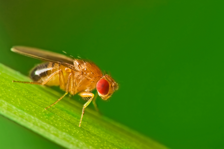 Fruit flies