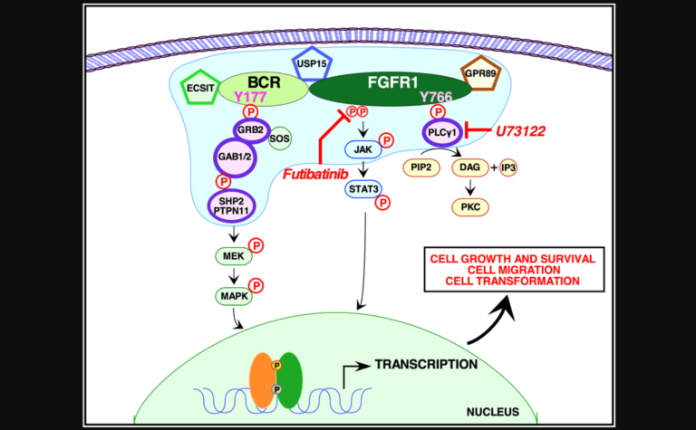 Figure 6: Signaling pathways activated by BCR-FGFR1.