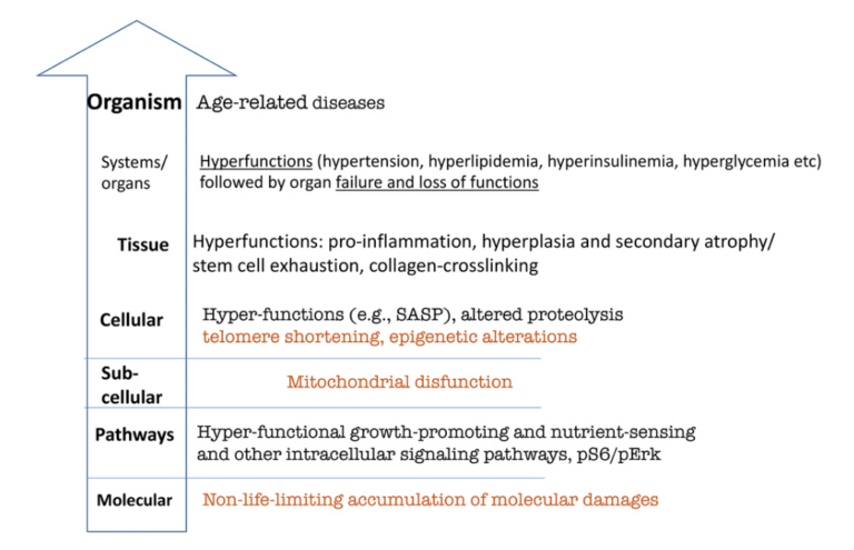 Figure 3. Hierarchical hallmarks of aging based on hyperfunction theory, applicable to humans. Non-life-limiting hallmarks are shown in brown color. See text for explanation.