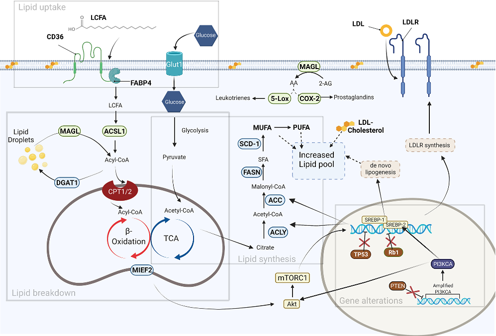 Figure 1: Fatty acid metabolism in cancer.