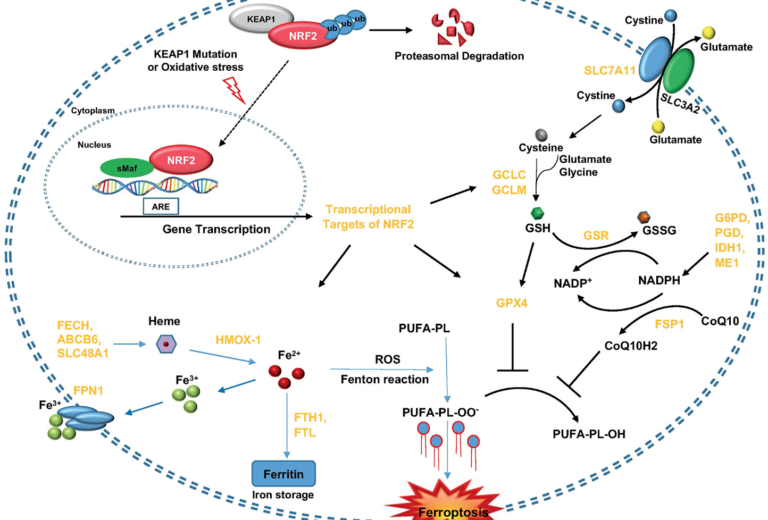 Figure 1: KEAP1-NRF2 axis and its molecular effectors in the regulation of ferroptosis.