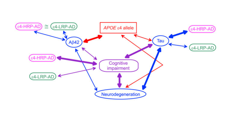 Figure 1. A schematic diagram of potential APOE-related mechanism of Alzheimer’s disease (AD).