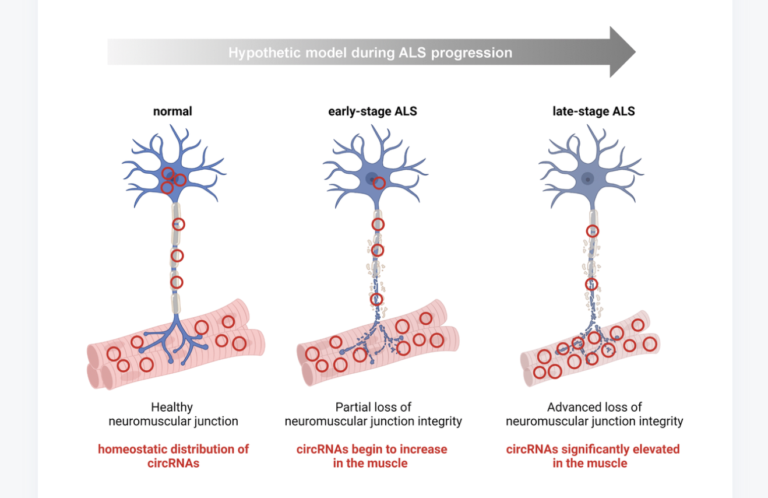 Figure 6. Hypothesis: some circRNAs mobilize within the motor neuron to the NMJ/muscle during the progression of ALS.
