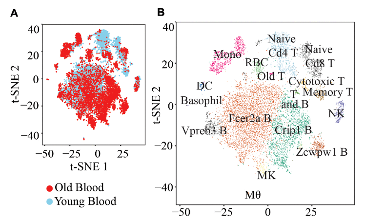 Figure 1 (Fragmented): t-SNE visualization of 14,588 old and young peripheral blood cells.