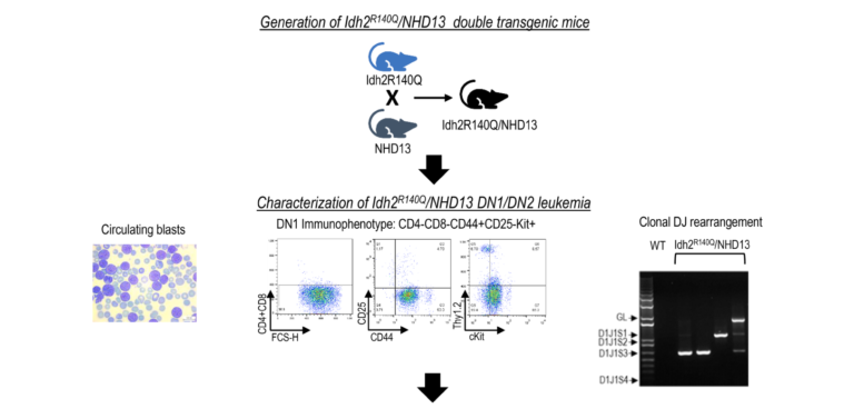 Figure 1: Idh2R140Q/NHD13 double transgenic mice develop EITP ALL (acute lymphoblastic leukemia) resembling the human disease.