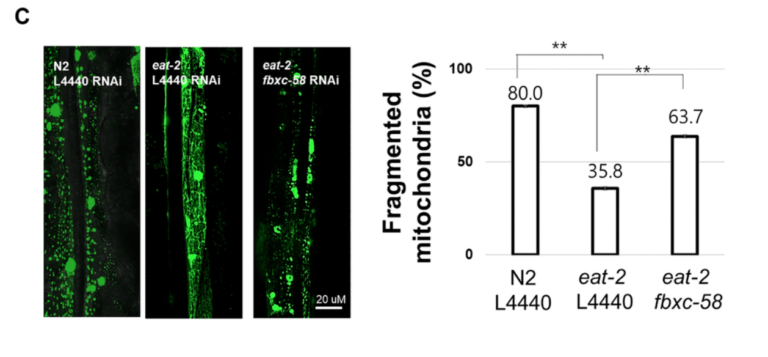 Figure 3. fbxc-58 mediates dietary restriction effects on mitigating muscle aging.