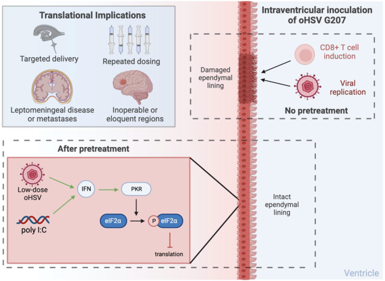 Figure 1: Putative mechanisms of toxicity. immunovirotherapy