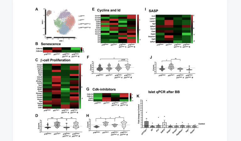 Figure 6. p16Ink4a-expressing cells do not proliferate or secrete SASP compared to other senescent cells.