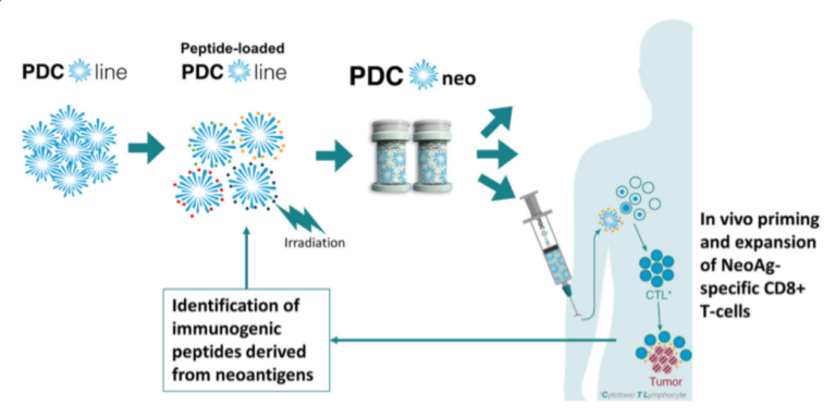 Figure 3: The use of PDC*vac platform to develop NeoAg-based cancer vaccines.