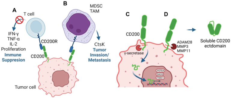 Figure 1: Multiple mechanisms underly the pro-tumorigenic role of CD200.