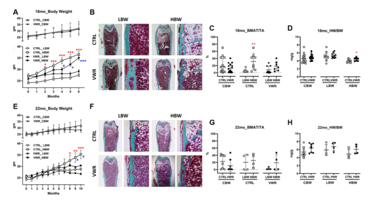 Figure 1. Body weight, bone marrow adipose tissue, and heart weight during aging.