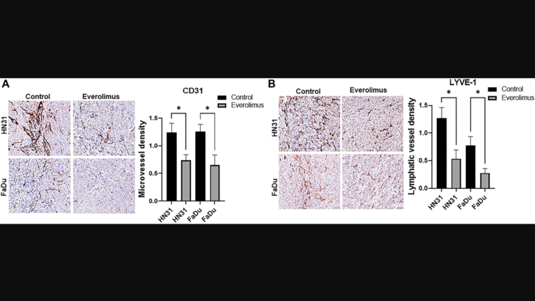 Figure 4: Everolimus reduces microvessel density (MVD) and lymphatic vessel density (LVD) in TP53 mutant HNSCC xenografts.