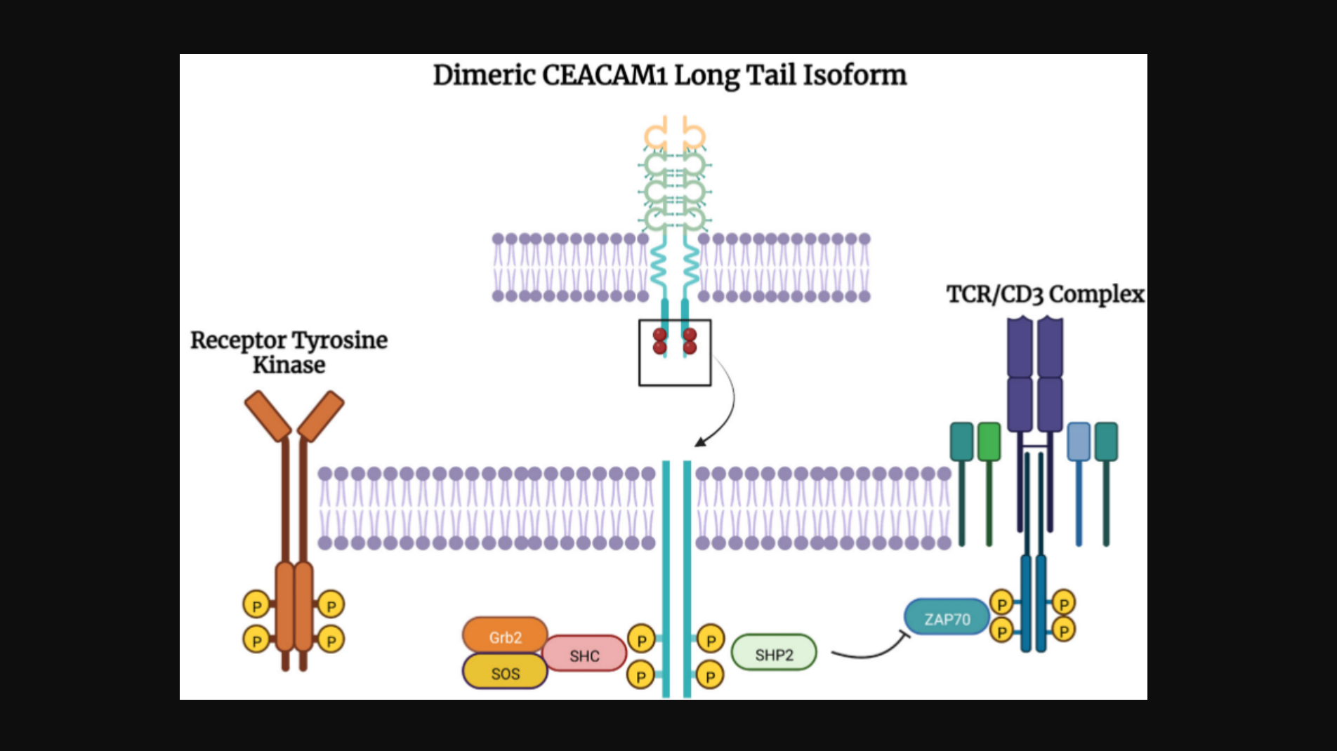 Figure 4: Signaling of dimeric CEACAM1 long tail isoform in epithelial cells and T cells.