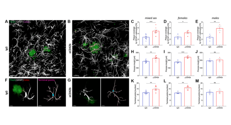 Figure 5. Platelet depletion increases astrocytic coverage of fibrillary amyloid plaques.