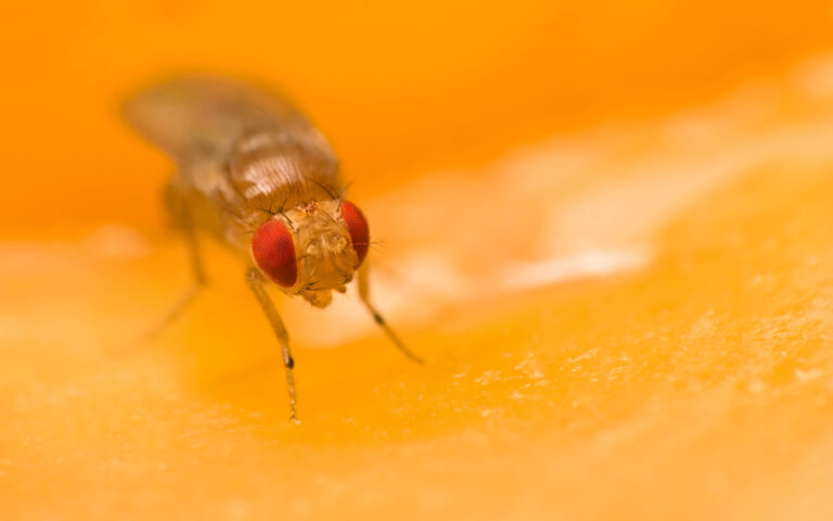 Fruit Flies Shed New Light on Memory and Aging