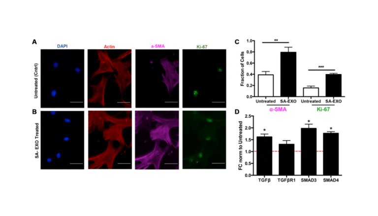 Figure 6. Senescence / Senescent EXO exchange promotes activated MSC phenotype.