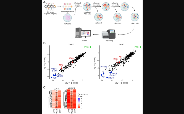 VCP is an essential gene for KRAS-mutant PDAC.