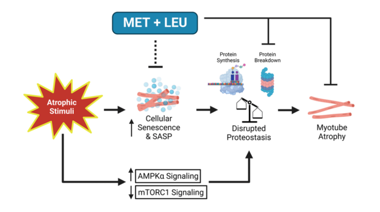 Figure 7. Summary schematic of MET+LEU effects during SD in muscle cells.
