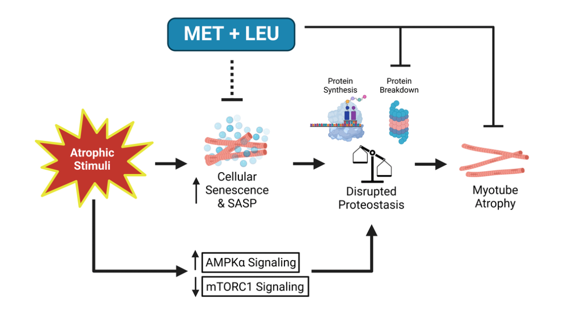 Metformin & Leucine Prevent Cellular Senescence & Proteostasis Disruption