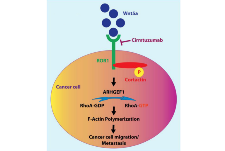 Figure 1: The molecular mechanism(s) of how Wnt5a signaling could (i) induce ROR1 and cortactin association, tyrosine phosphorylation of cortactin, and activation of RhoA, (ii) enhance F-actin polymerization, and (iii) subsequently promote migration or metastasis of cancer cells.