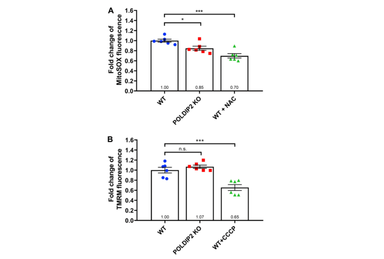 Figure 6. POLDIP2 KO reduced mitochondrial superoxide.