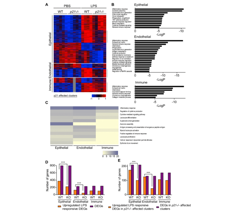 Figure 5. Epithelial and endothelial cell populations mediate p21-dependent inflammatory responses following chronic LPS inhalation.