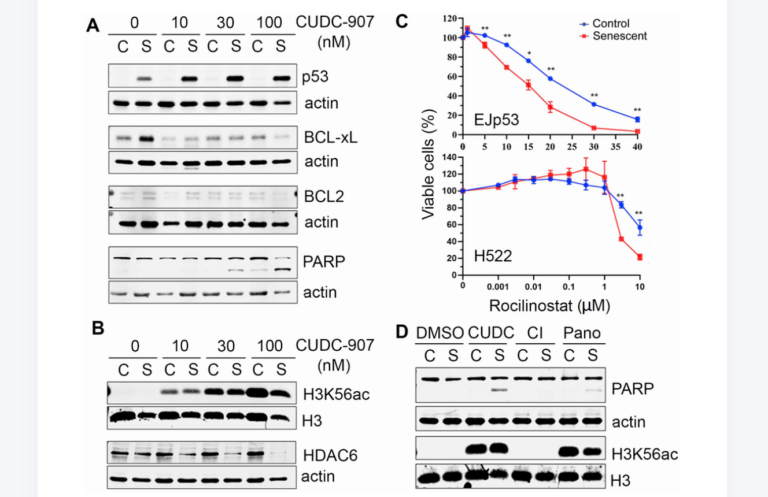 Figure 4. Mechanisms of cell death induced by CUDC-907 in senescent cells.