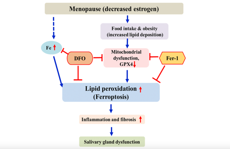 Figure 7. Schematic diagram of postmenopausal salivary gland dysfunction in ovariectomized rats.