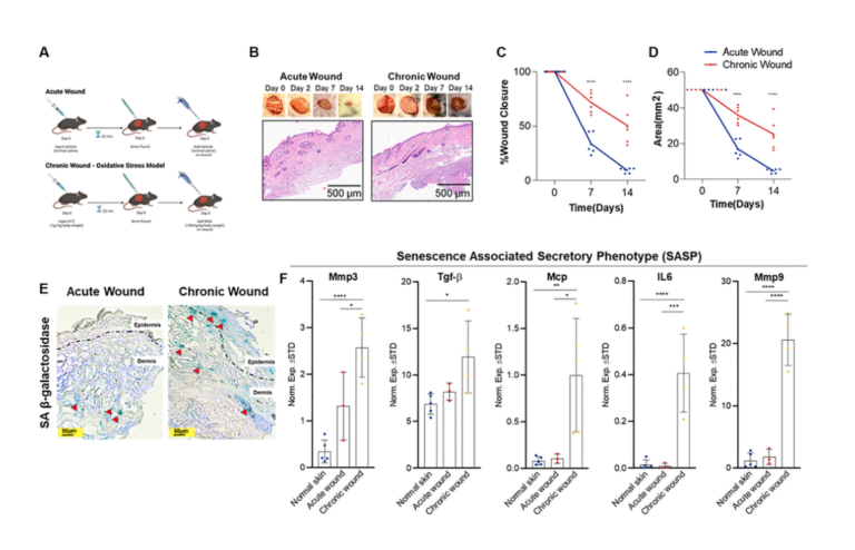 Figure 1. Oxidative stress-induced wounding results in a chronic wound with increased SA-β-gal expression and SASP burden.